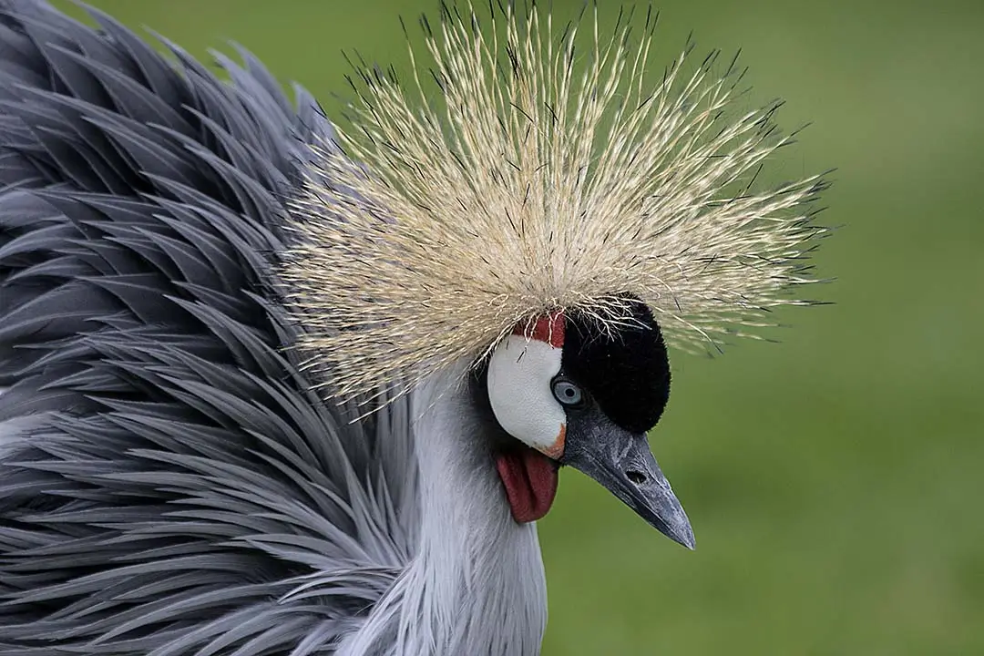 Southern Crowned Crane